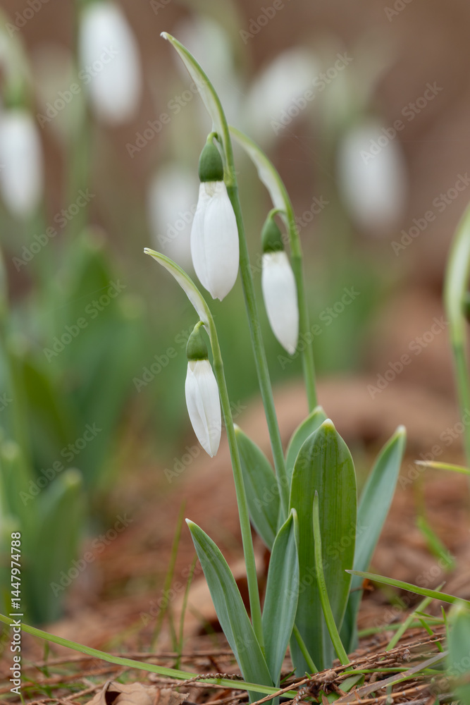 Snowdrop, scientific name Galanthus nivalis Snowdrop, scientific name Galanthus nivalis