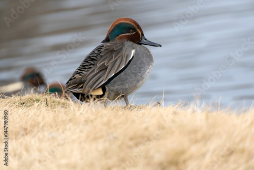 Photography Side view of a male common teal (Anas crecca) resting near the pond in the winter