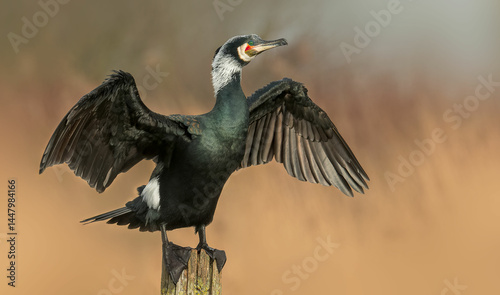 Great Cormorant photo