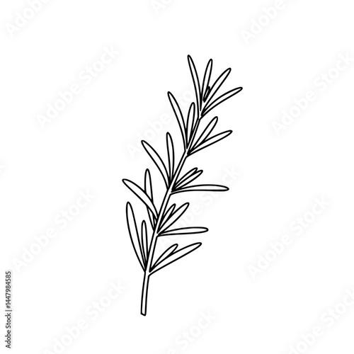 A simple line drawing of a rosemary sprig.
