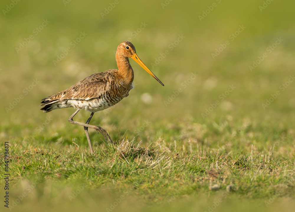 black tailed Godwit