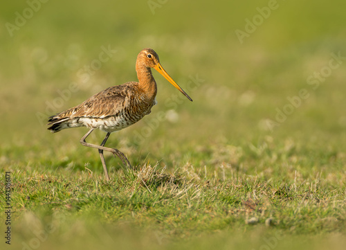 black tailed Godwit photo