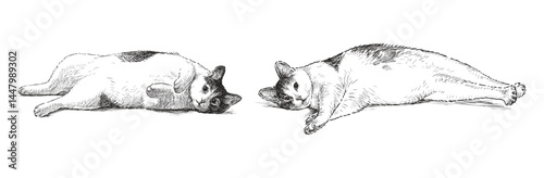 Two cute well-fed domestic cats lying resting, realistic hand drawn vector illustration isolated on white