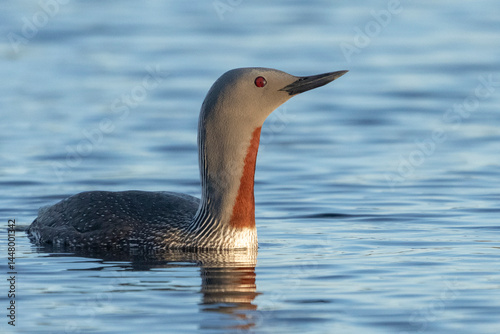 Red-throated diver (Gavia stellata)