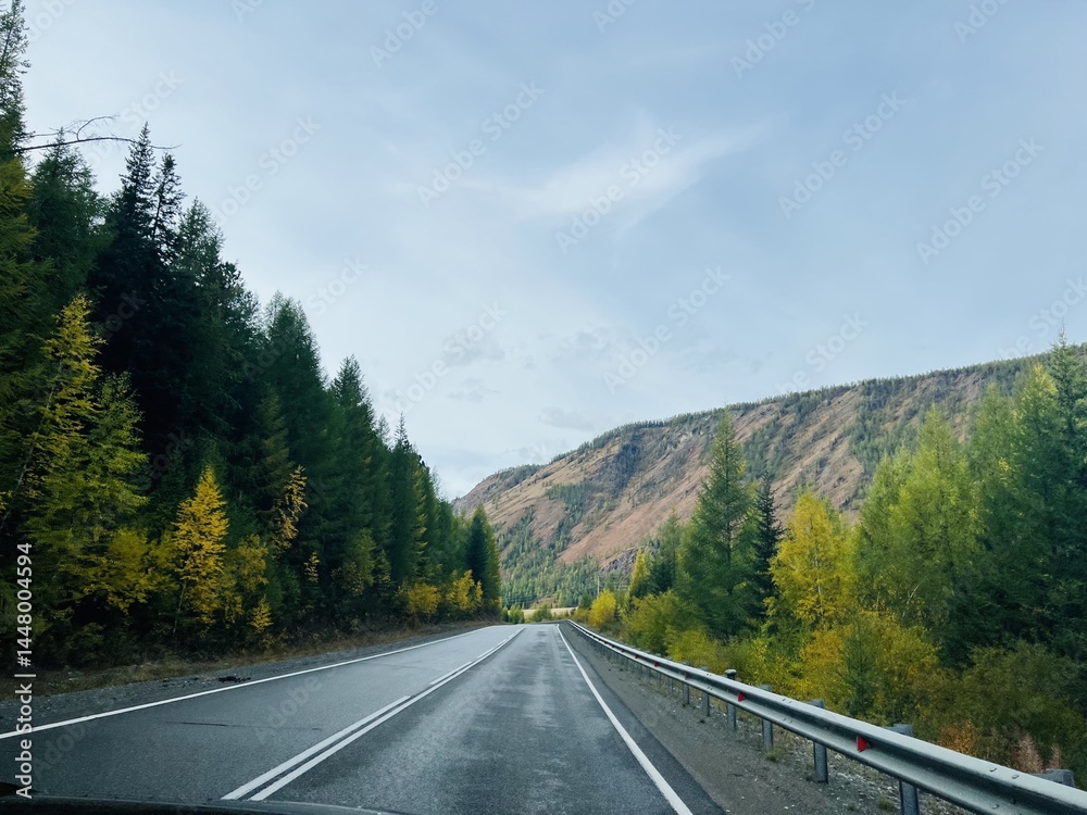Fototapeta premium Scenic autumn road through altai mountains with colorful foliage and fir trees for nature travel inspiration
