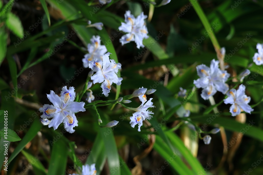 Obraz premium 日陰に咲く