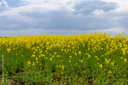 Dark rain clouds gathering above a blooming rapeseed field during flowering season