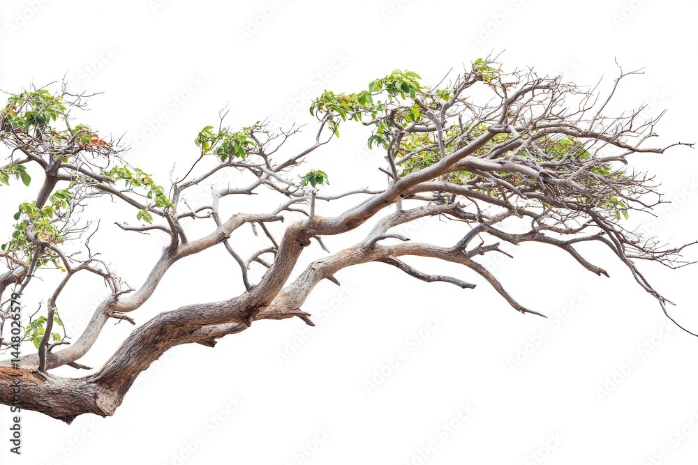 Fototapeta premium A solitary tree branch with sparse leaves against a white background, symbolizing resilience