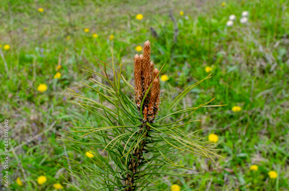 Fototapeta premium Young pine shoots growing in spring. Growing pine trees in a nursery for sale.