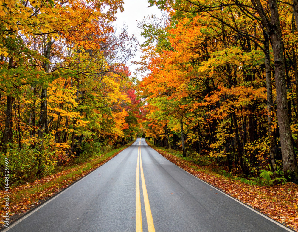 Fototapeta premium Scenic Autumn Road Surrounded by Vibrant Fall Foliage and Trees