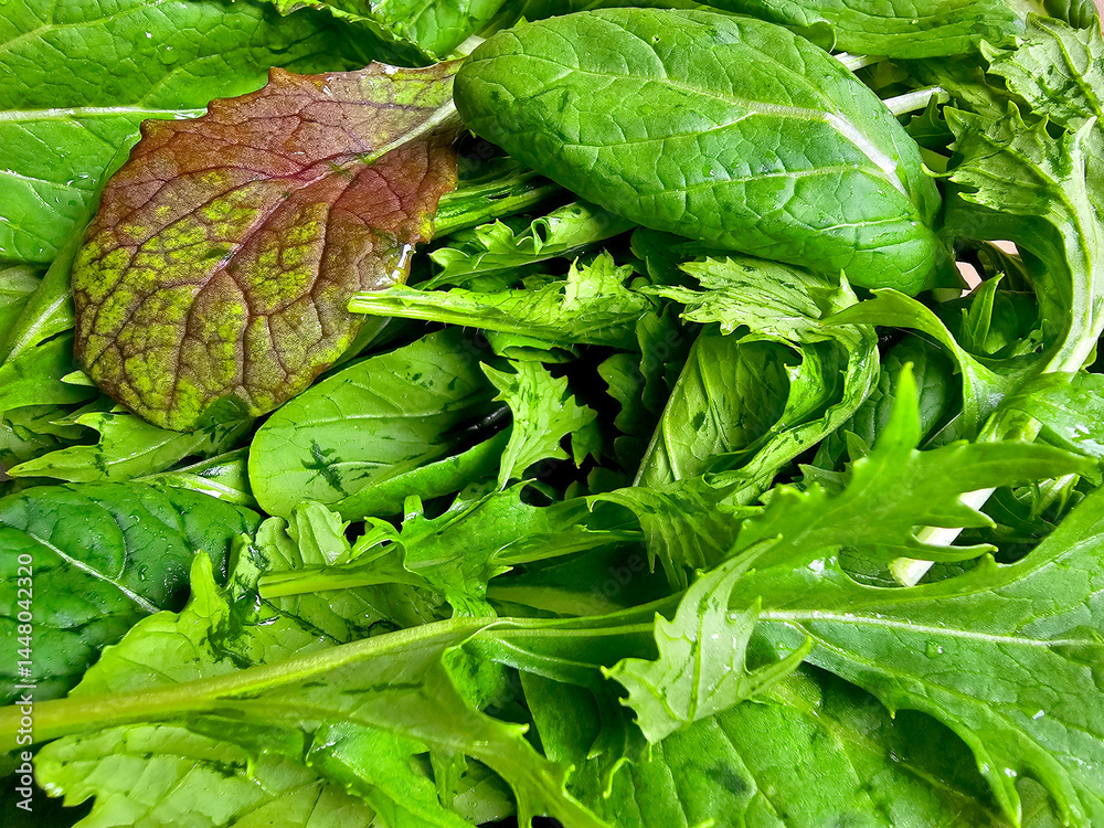 Close-up of fresh green arugula salad leaves as background