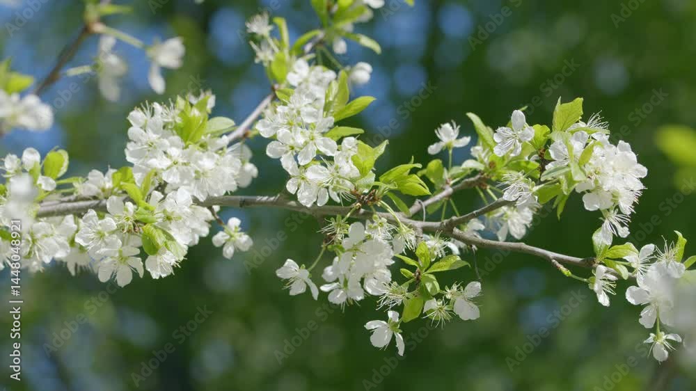 A beautiful spring blossom delicately perched on a branch, radiating joy and tranquility