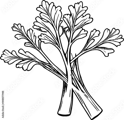 Simple Black And White Parsley Sprigs Illustration On A Plain White Background. Herbs And Spices