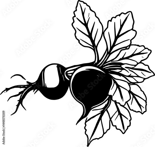 Two Dark Graphic Beets With Leaves Isolated on White Simple Background Vector Illustration
