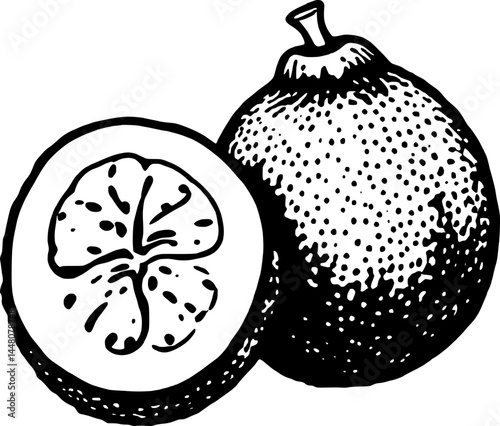 Graphic Illustration Of Whole Bergamot Orange And Cross Section On A White Background