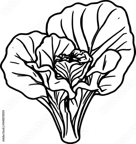 Pale Green Napa Cabbage Head With Black Outline On A White Background: Vegetable Still Life