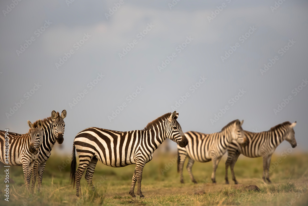 Obraz premium Le zebre d'Afrique