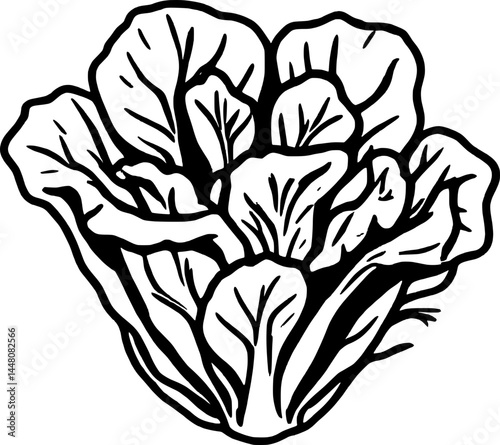 Isolated Head Of Bok Choy Depicting Distinctive Shape And Leaf Structure On White Background
