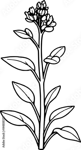Botanical Illustration Of A Delicate Mustard Plant With Bright Green Leaves And Yellow Flowers