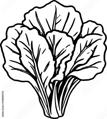 Stylized Pink Leafy Vegetable with Bold Outline Against a White Background Detailed Veins Show