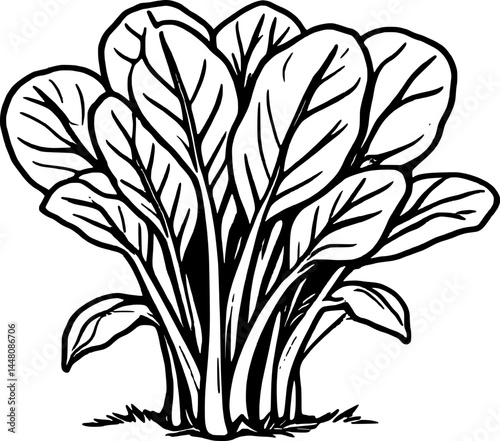 Detailed Black And White Line Art Illustration Of A Healthy Spinach Plant Isolated
