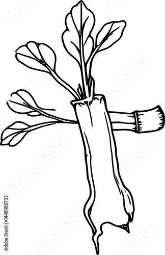 Simple Black And White Beetroot Illustration Showing Leaves Root And Cut Stem Detail