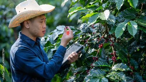 Smart farmer using laptop in green coffee farm sustainable quality control agriculture technology Harvest coffee bean ripe Red berries typing laptop computer check quality control plant coffee tree.