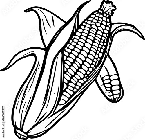 Two Elegant Ear Corns With Silks And Husk In Linear Graphic Style On White Background