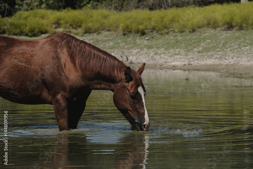Sorrel gelding horse standing in pond water drinking closeup.