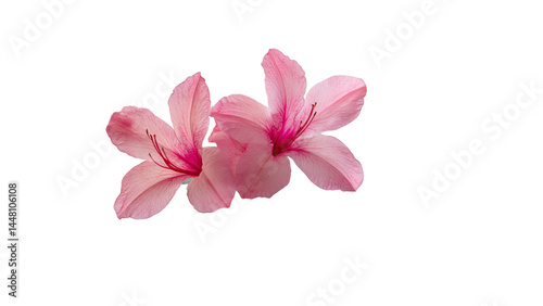 Two Delicate Pink Azalea Blossoms Isolated on Black