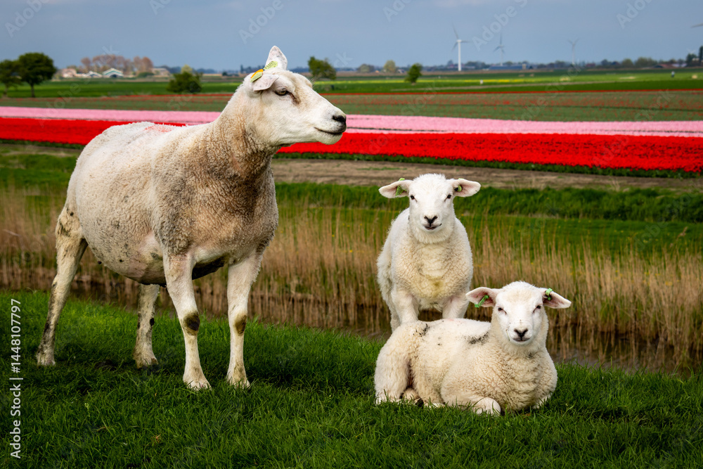 Fototapeta premium Schaf Mutter mit Lämmern auf dem Deich in Südfriesland in der Nähe von Makkum 
