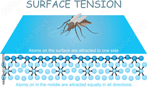 Insect showing water surface tension.Illustrated study guide drawing.