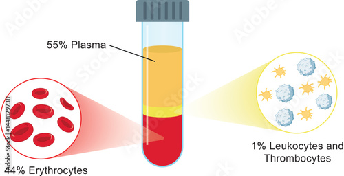 Platelet rich plasma therapy. Blood composition, lymphocytes, thrombocytes and erythrocytes. Sample in laboratory. Human blood structure and prp infographic. Microbiology test.