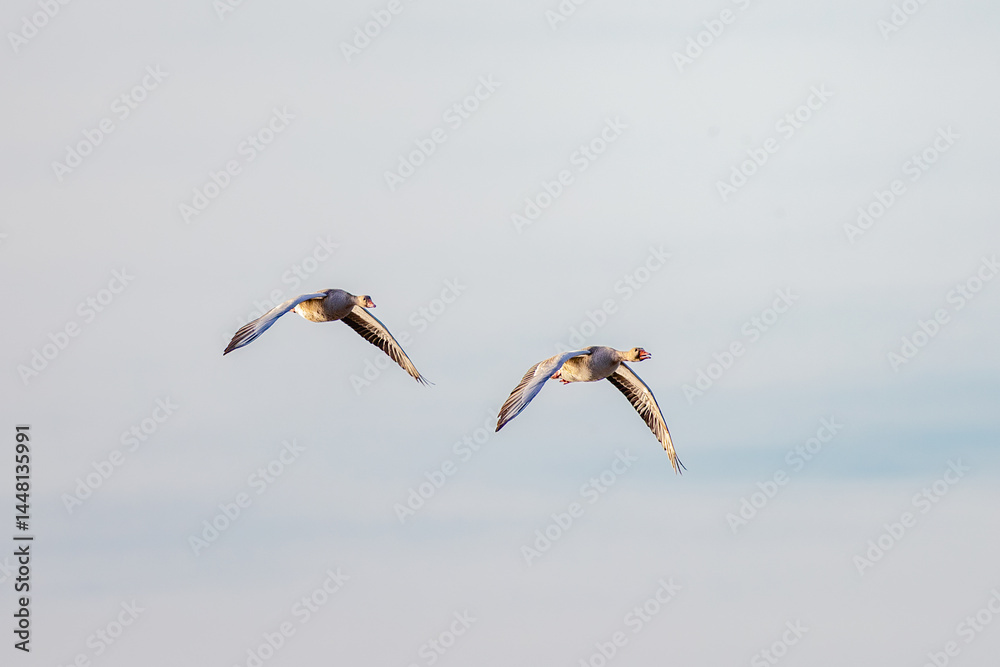 flying birds in the sky