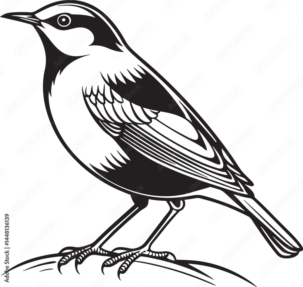 Naklejka premium White-Throated Dipper bird silhouette vector Illustration