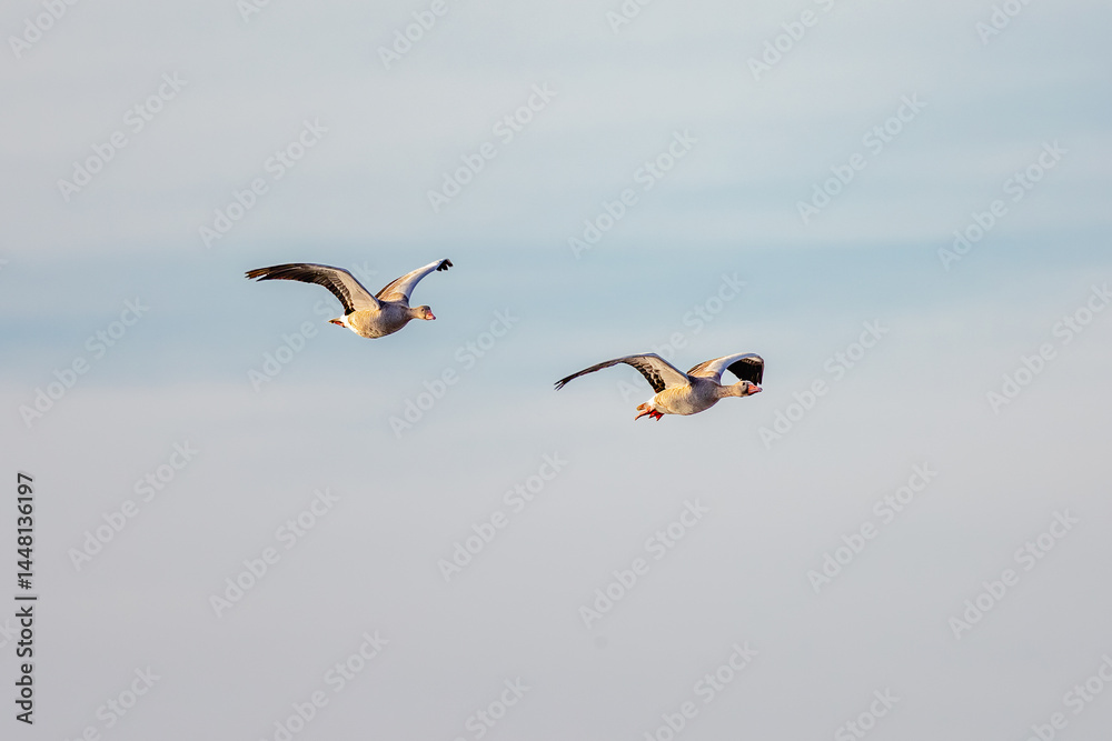 geese in flight