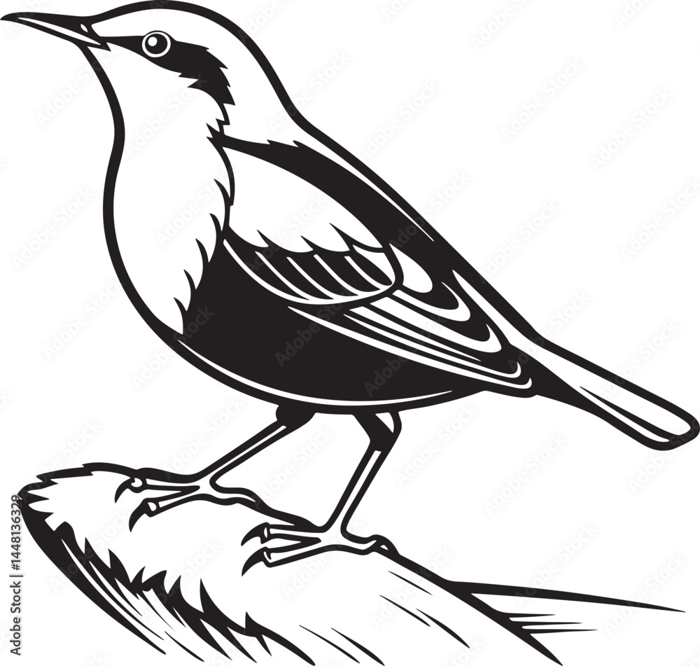Obraz premium White-Throated Dipper bird silhouette vector Illustration