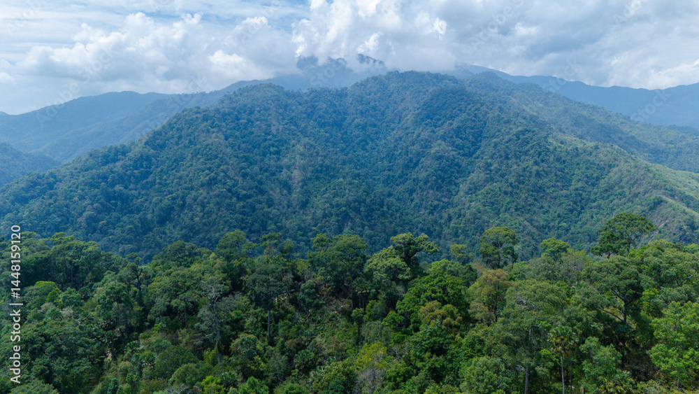 Naklejka premium Lush green rainforest covers rolling mountains under a cloudy sky, showcasing dense wilderness and natural beauty.