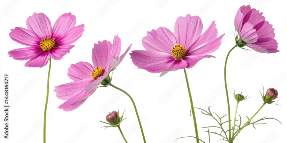 Pink cosmos flower with green stem and leaves in natural light showing delicate petals and yellow center Pink cosmos flower with green stem and leaves in natural light showing delicate petals and yellow center