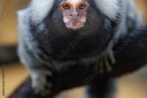 marmoset monkeys