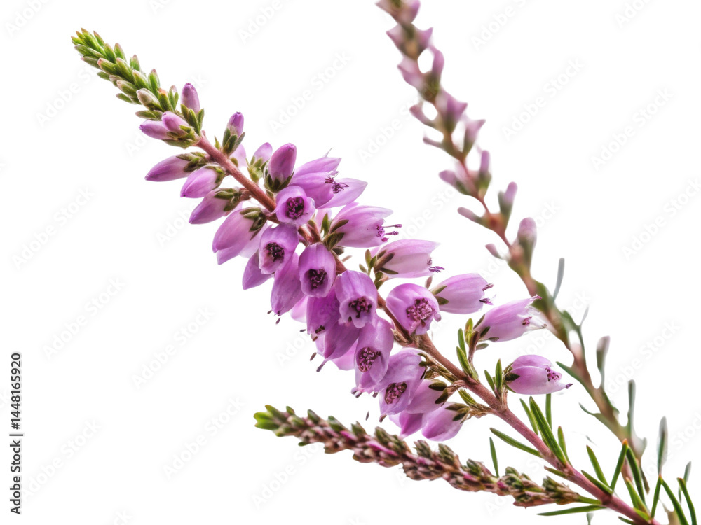 Fototapeta premium Beautiful heather flower with delicate pink blooms showcases nature elegance and charm in vibrant display of color and life