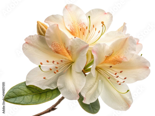 Beautiful rhododendron flowers bloom gracefully, showcasing delicate petals and vibrant colors that captivate heart