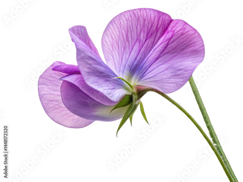 Sweet pea flower blooms gracefully with delicate petals showcasing shades of purple and hints of green, embodying nature beauty