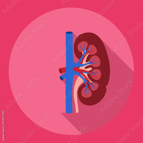 Human Kidney Anatomy: A detailed illustration showcases the human kidney's internal structure, highlighting the renal artery, renal vein, and nephrons.