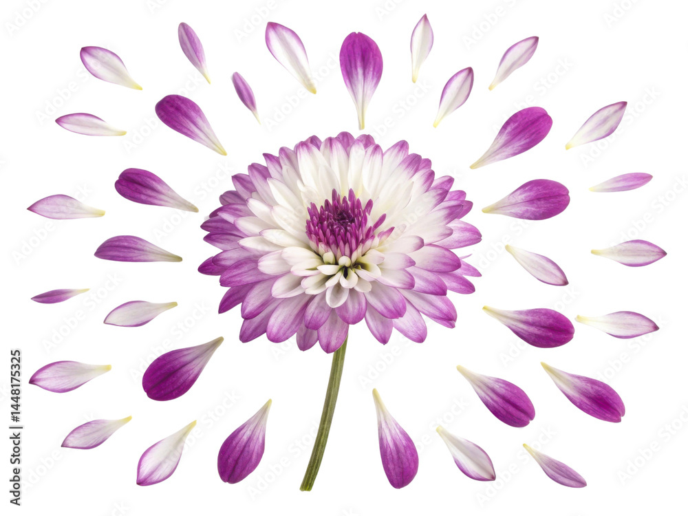 Obraz premium Vibrant verbena flower radiates beauty with its delicate petals creating stunning visual display that captivates senses