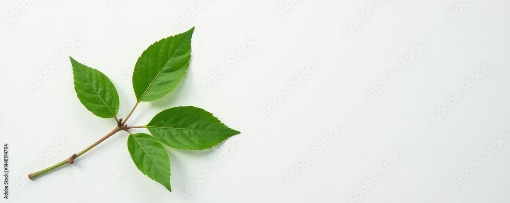Fototapeta premium Single stem with leaves on a plain white surface, greenery, branch