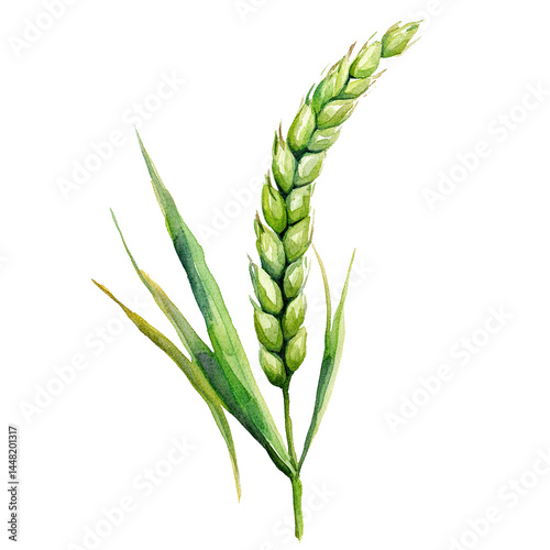 Watercolor depiction of green wheat isolated on black creates agricultural art