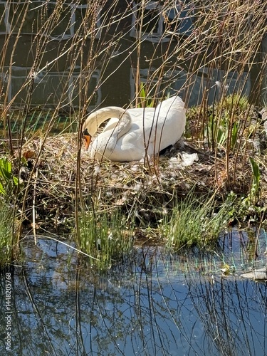 Swan mom seats on the nest