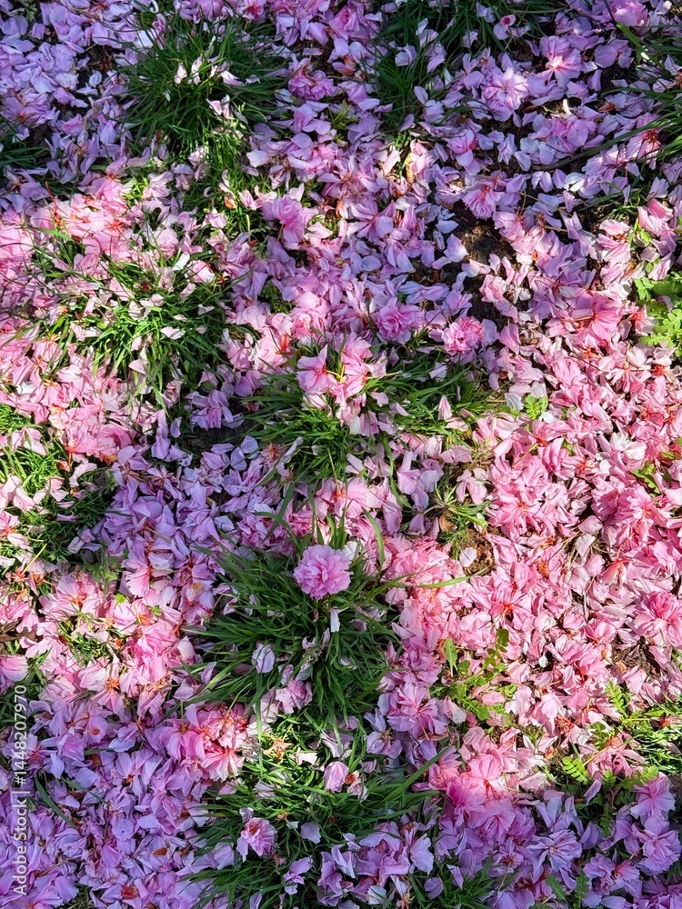 Fototapeta premium Sakura petals on the grass. Wind