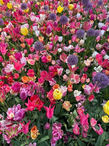 colorful flower bed. Tulip fields. Flowers background 